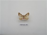 藏品(尺蛾198)的圖片